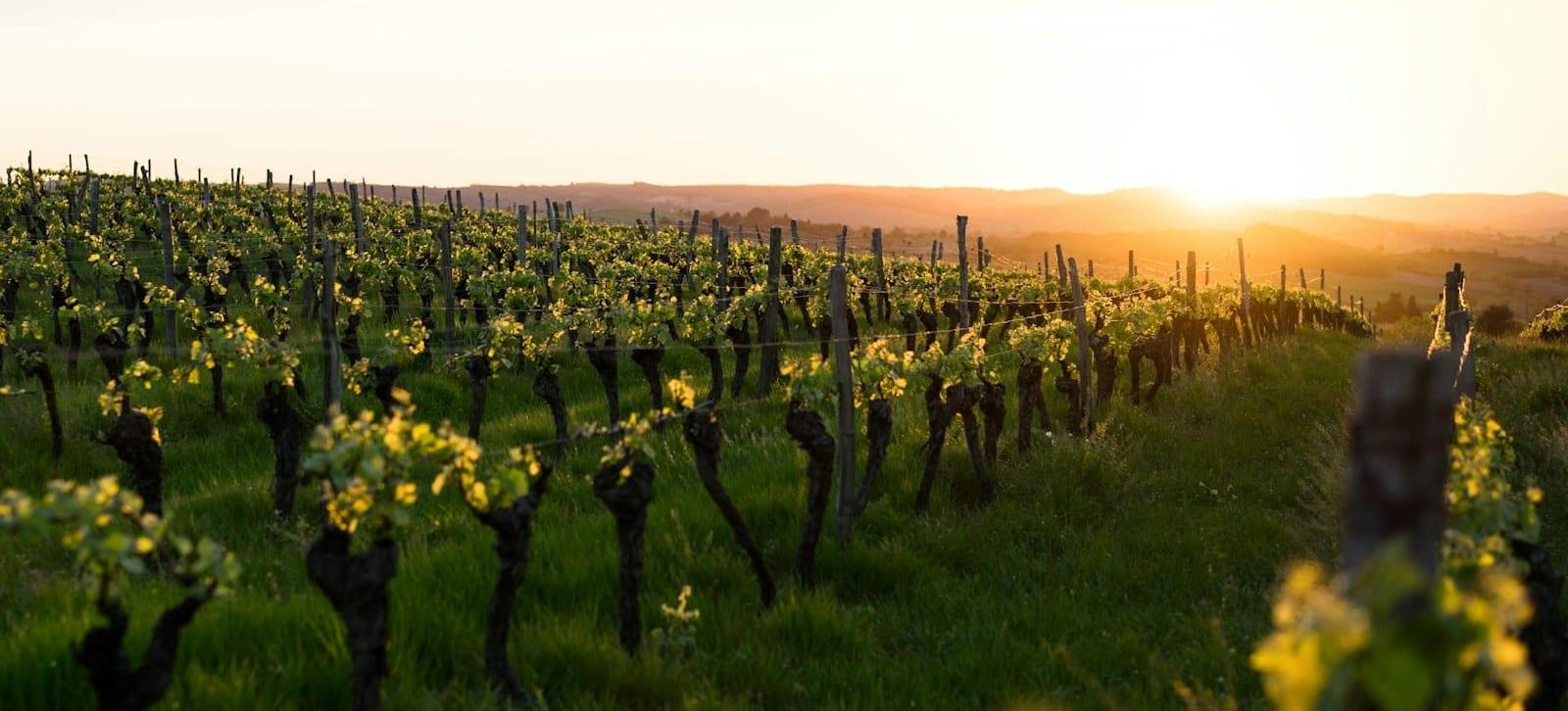 Photo for Sunset Wine on the Ridge